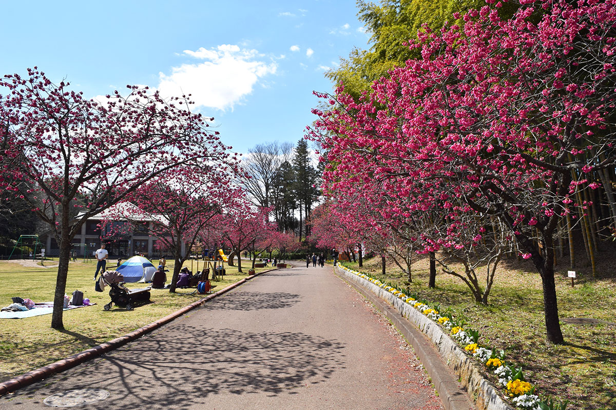 カンヒザクラの写真