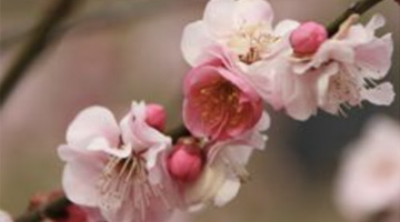 ロウバイ・ウメの写真